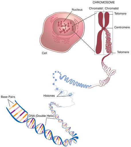 chromosome-graphic