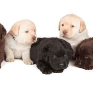 Labrador Retrievers