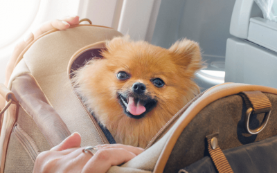 6 Best Tips for Traveling with Dogs