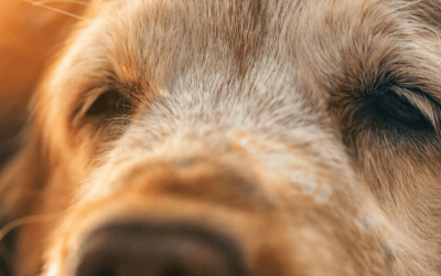 What You Need to Know about PRA-prcd in Dogs