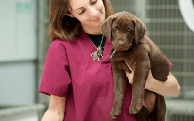 What You Need to Know about CNM in Labrador Retrievers