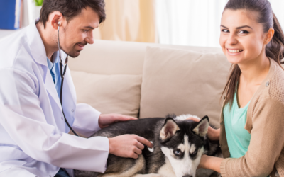 Dog DNA Testing, your Vet, and You—A Pet’s Dream Team