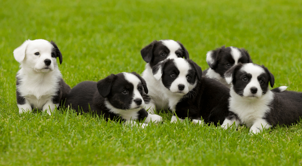 3 Cost-Effective Ways to Advertise your Dog-Breeding Business Organically