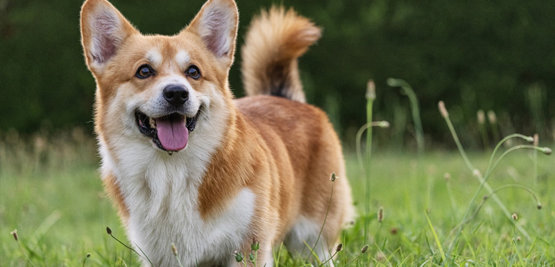 Understanding Your Dog’s DNA with a Dog Breed Identifier Test