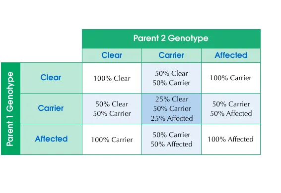 A genetic inheritance chart displaying the probabilities of offspring inheriting 'Clear,' 'Carrier,' or 'Affected' genotypes based on the genetic status of two parents