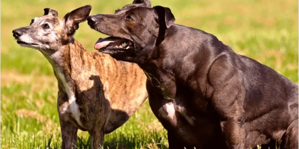 What is Bully Whippet Syndrome
