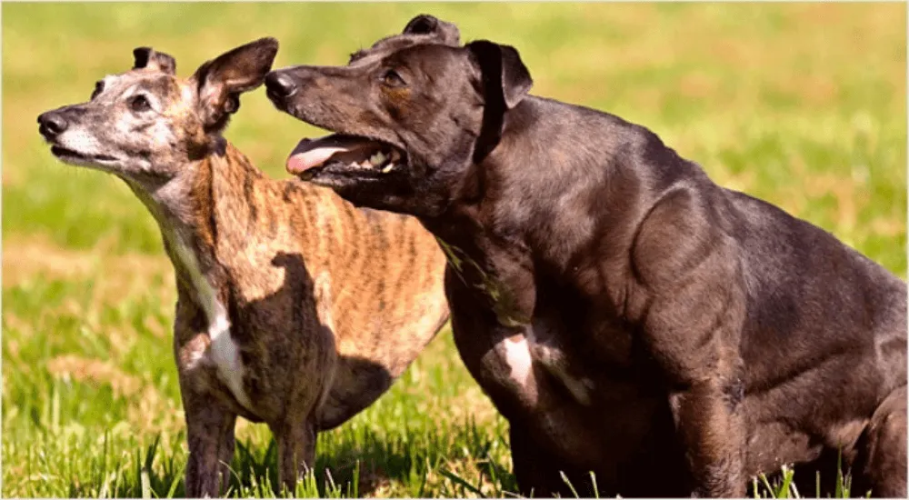 What is Bully Whippet Syndrome