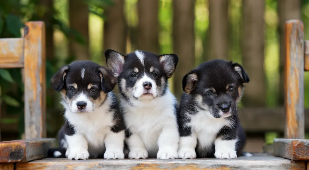 Blog-dog-DNA-testing-newborn-puppies