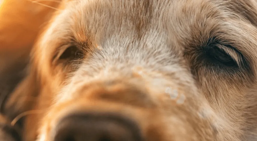 What You Need to Know about PRA-prcd in Dogs