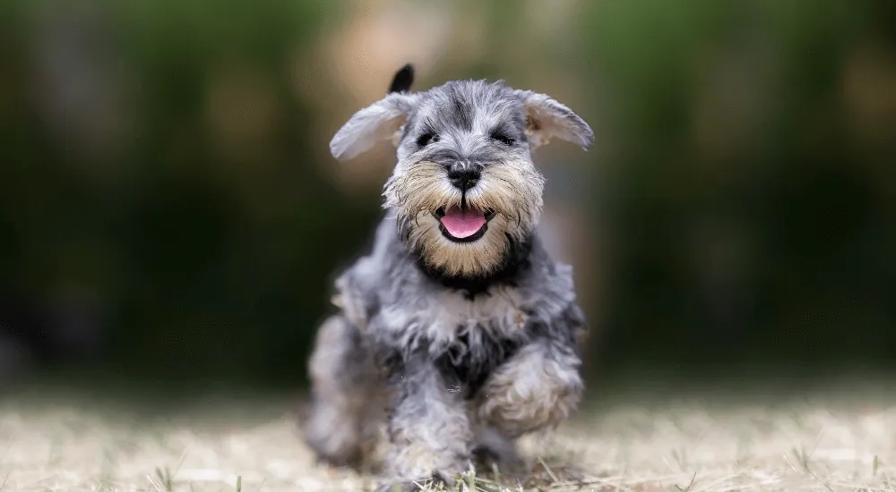 blog-coat-furnishings-in-dogs1