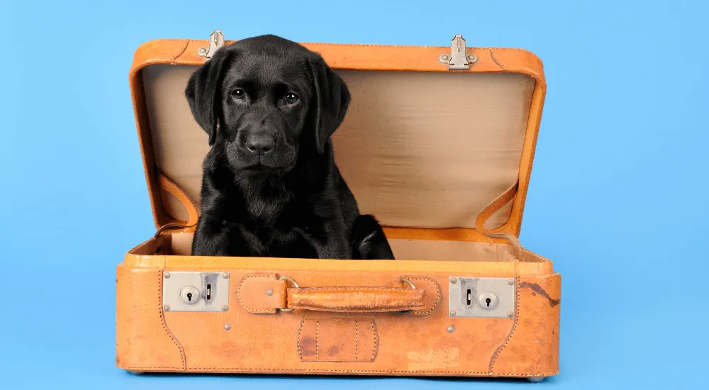 blog-facts-about-hnpk-in-labrador-retrievers