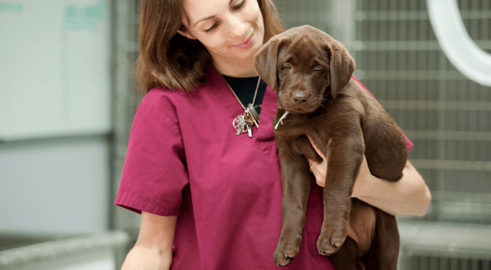 blog-what-you-need-know-about-cnm-labrador-retrievers