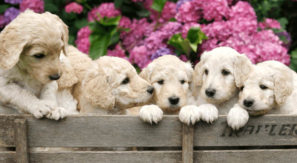 blog-what-need-know-copper-toxicosis-dogs