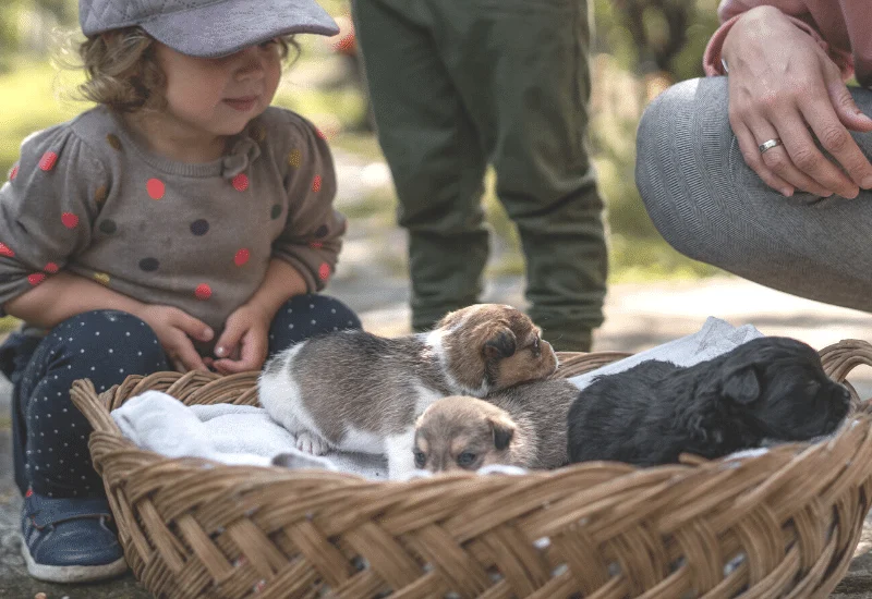 dog breeders keep in touch with customers