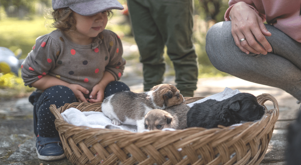dog breeders keep in touch with customers
