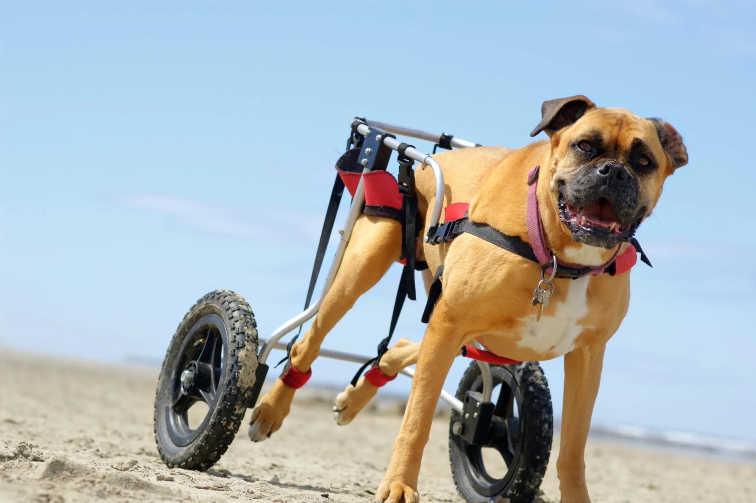 What Is DM In Dogs?