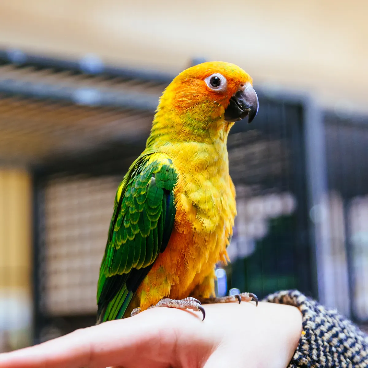 A close-up of a pet Sun Conure bird On a woman's hand