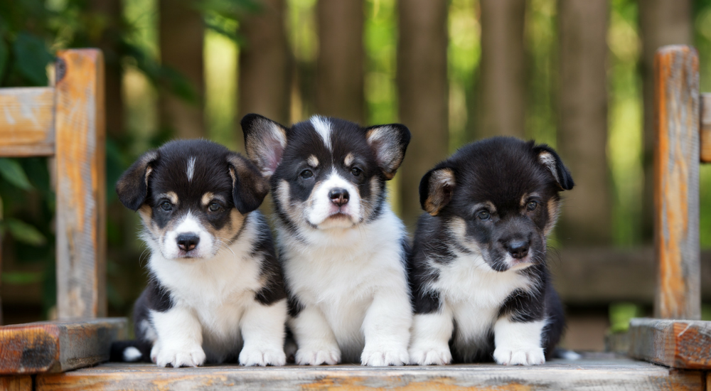 Pet DNA Testing for Newborn Puppies: Yes or No?