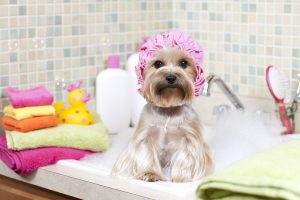 Pet New Year's Resolutions: dog in bubble bath