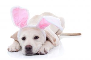 Easter Dog Safety Tips_2