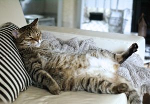 Pet New Year's Resolutions: obese cat