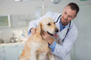 Pet New Year's Resolutions: dog at the vet