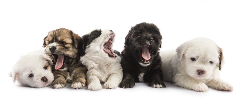 Litter of Shih Tzu puppies |VetDNACenter.com