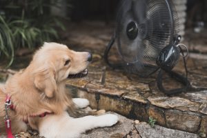 dog-with-heat-stroke