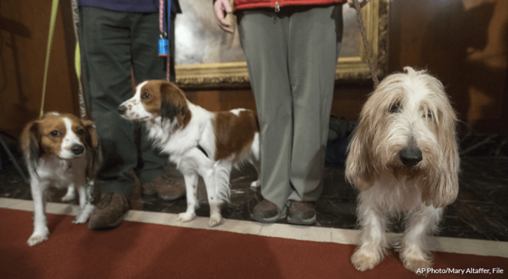 New Breeds at Westminster Dog Show 2019