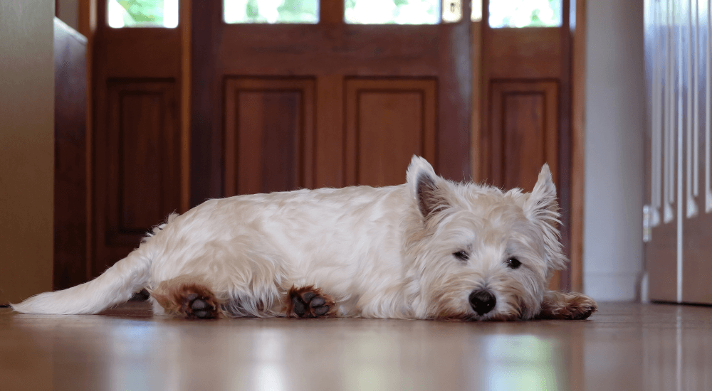 3 Best Tips for Leaving Your Dog Home Alone