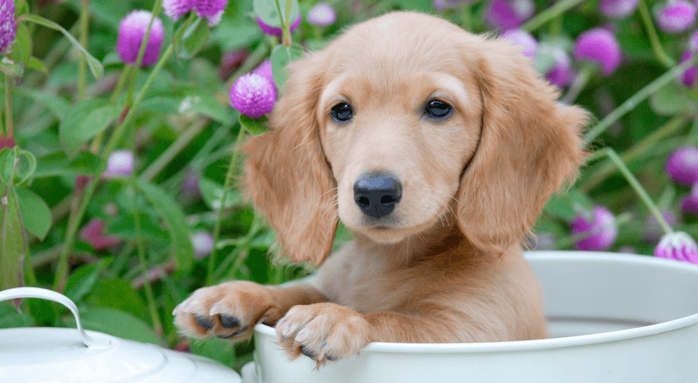 What is the Best Dog DNA Test?