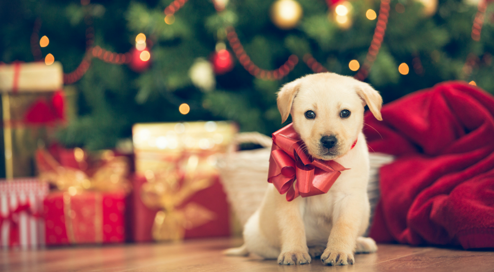 Do Pets Make Good Gifts?