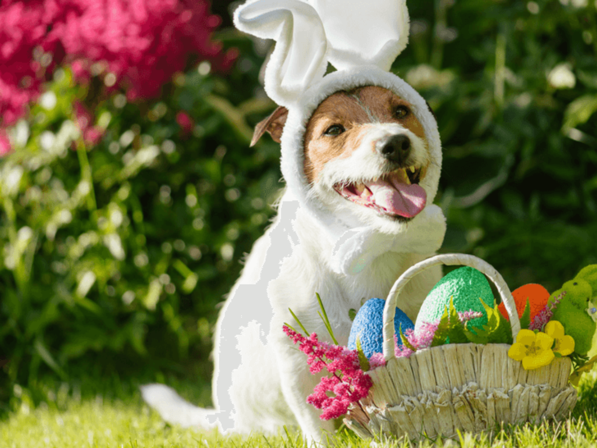 Dog easter clearance basket