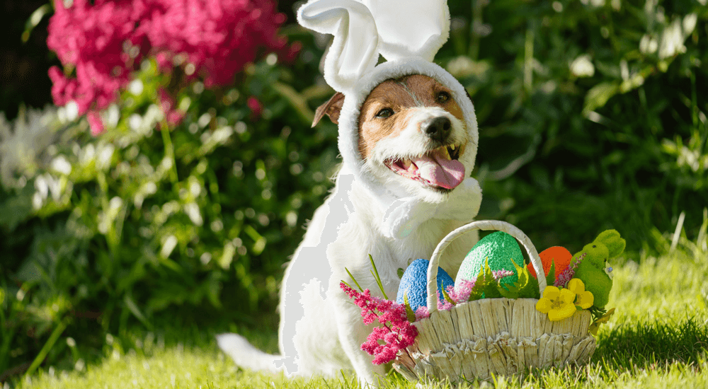Must-Do Safety Tips for a Dog-Friendly Easter