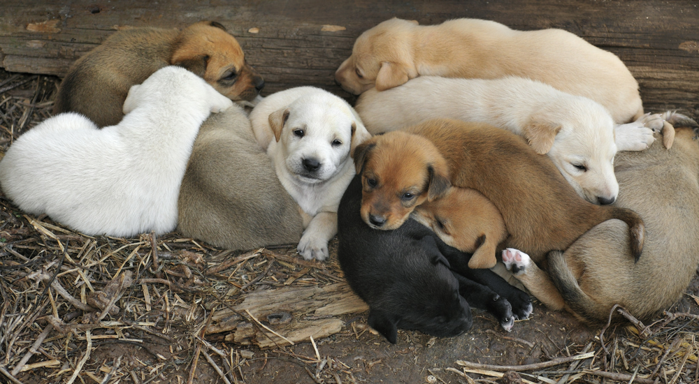 How Can I Predict the Coat Color of Puppies?