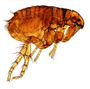 How to Fight Fleas_Picture of Dog Flea