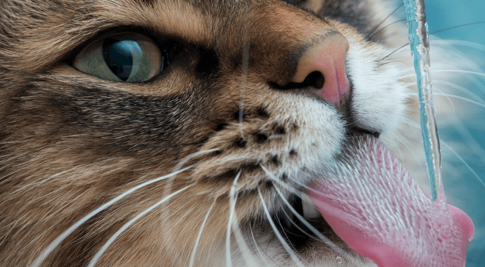 All About Kidney Disease in Cats