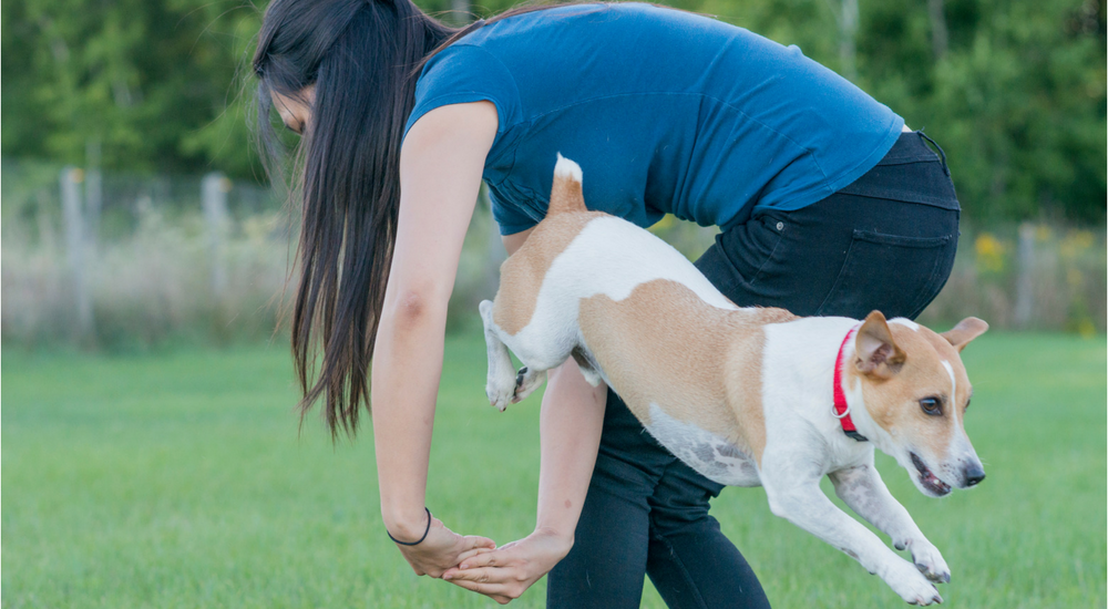Top 5 New Year's Resolutions for You and your Pet