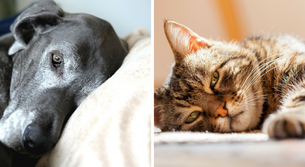 Senior Pet Care: 5 Things to Watch For
