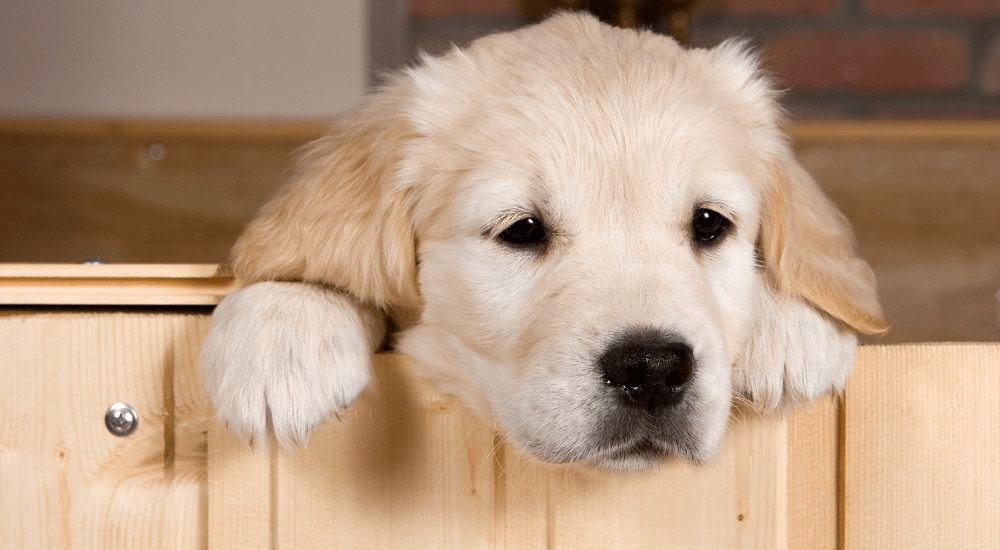 Top Tips When Bringing Home a New Puppy