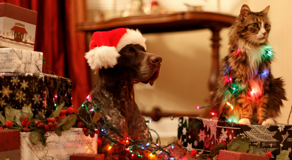Pet Problems 101: Stressed for the Holidays