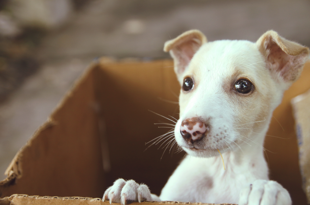 blog-what-breed-is-my-dog-puppy-in-box