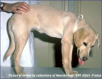 blog-what-you-need-know-about-cnm-labrador-retrievers-affected-dog