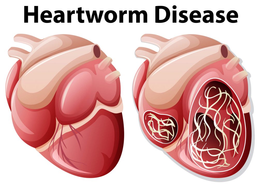 heartworm-disease-dogs