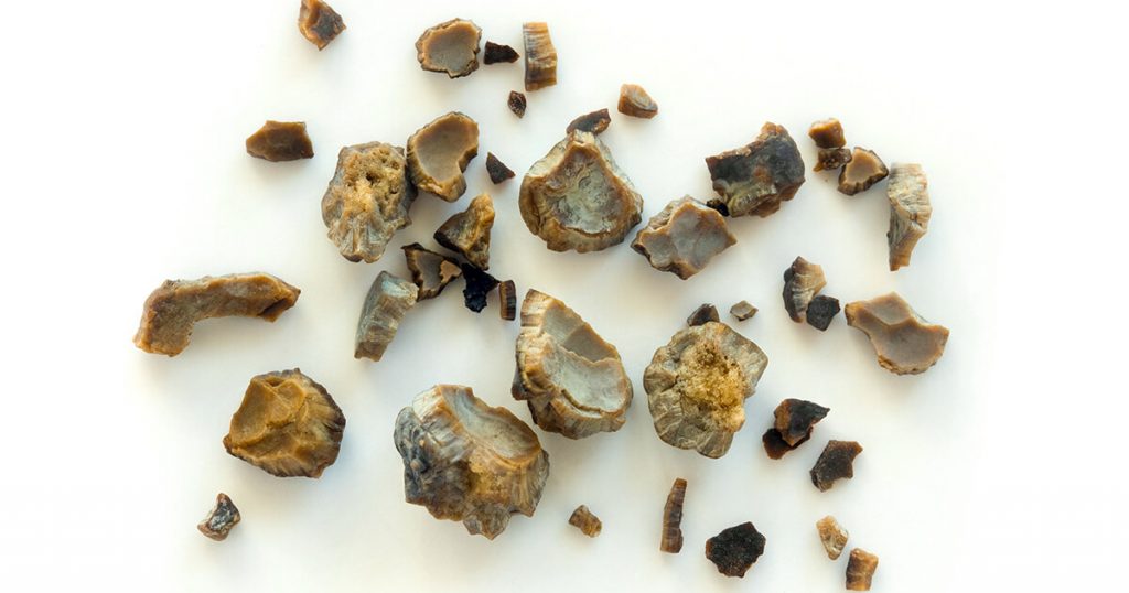 kidney-stones-cystinuria-in-dogs