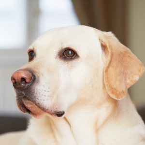 Yellow labs and dog DNA testing