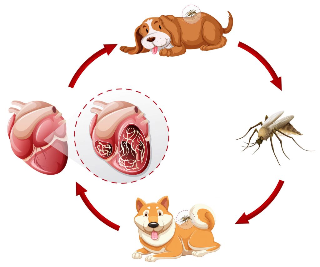 stages-heartworm-in-dogs